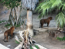 LA Zoo