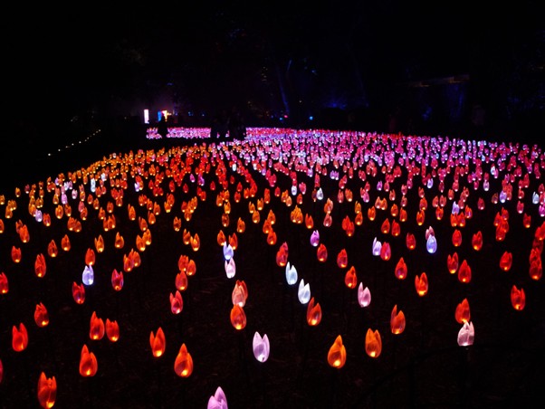 Descanso Gardens' Enchanted Forest of Light