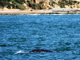 Whale Watching in Newport Beach
