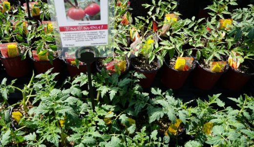 今年はトマトを育ててみませんか？ものすごい種類のトマトの苗が集まるTomato Mania